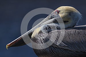 Pelican Portrait