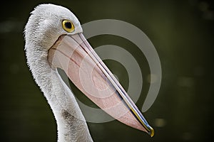 Pelican portrait against dark background in Gold Coast Australia