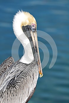 Pelican