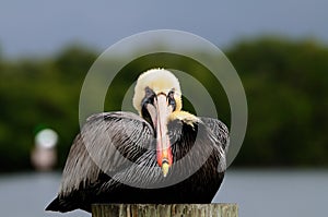 Pelican portrait front breeding colors