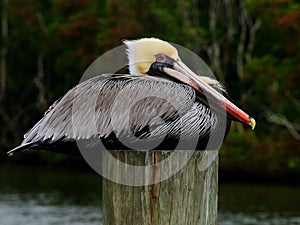 Pelican portrait side breeding colors photo