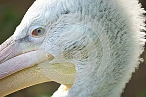 Pelican in portrait. White plumage, large beak, in a large marine bird. Animal