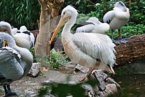 Pelican in portrait. White plumage, large beak, in a large marine bird. Animal