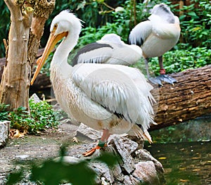 Pelican in portrait. White plumage, large beak, in a large marine bird. Animal