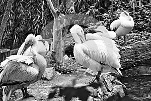 Pelican in portrait. White plumage, large beak, in a large marine bird. Animal