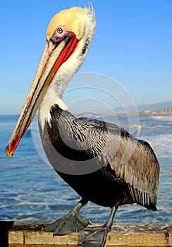 Pelican Pose