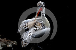 Pelican