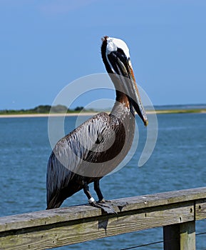 Pelican posing in Southport, NC