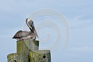 Pelican on a Post in Apalachicola, FL