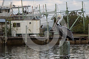 Pelican on a post at Tarpon Springs