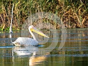 Pelican on Potcoava de Sud lake, Danube Delta, Romania