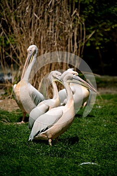 pelican in Prague ZOO