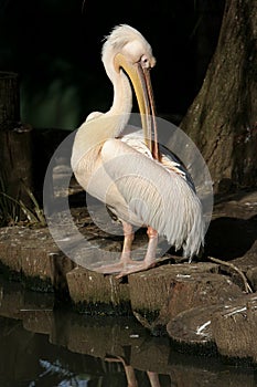 Pelican preening
