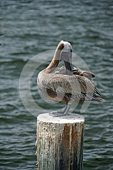 Pelican Preening