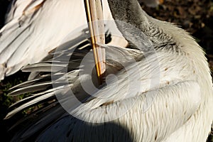 Pelican preening feathers