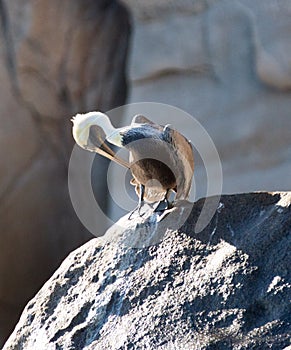 Pelican preening himself on Pelikan Rock in Cabo San Lucas Baja Mexico