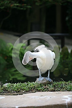 Pelican preening its feathers standing on stone.