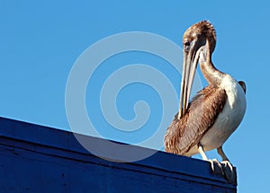 Pelican Preening on Ledge