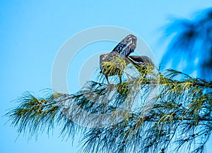 Pelican Preening in the Pine