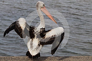 Pelican Prepares for Take off