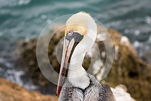 A Pelican Profile