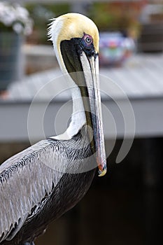 Pelican Profile With Large Beak