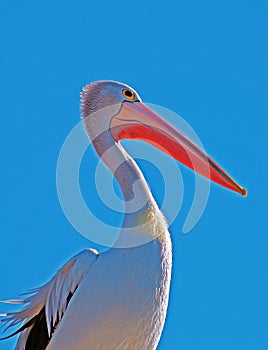 Pelican profile portrait