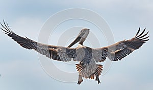 Pelican on the prowl