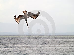 Pelican ready to dive