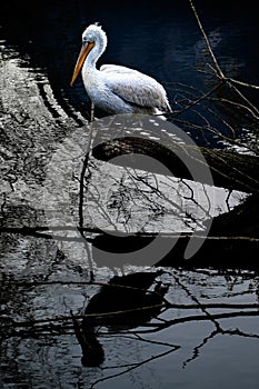 Pelican reflected on a lake surface