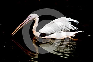 pelican