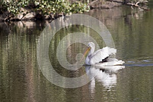 Pelican and Reflection