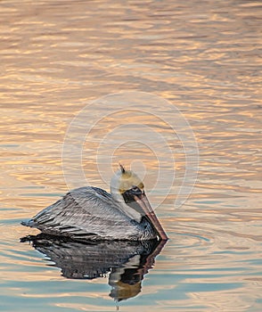 Pelican Reflections