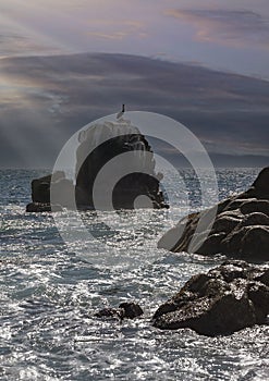 Pelican Resing on rock in the Sea of Cortez