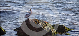 Pelican resting on coastal rock on the central coast of Cambria California USA