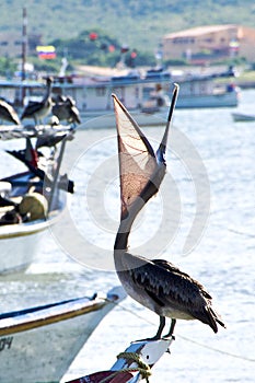 Pelican resting photo