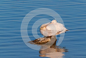 Pelican resting on a rock