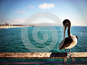 Pelican rests on the railing of a pier in Hermosa Beach, California