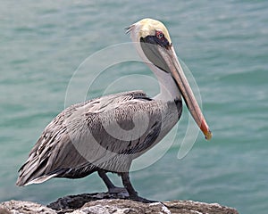 Pelican on the rock 2 photo