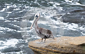 Pelican on a Rock