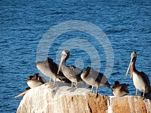 Pelican on the rock, coquimbo, chile photo