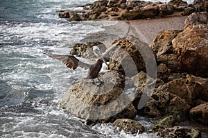 Pelican on a rock in Curacao beach