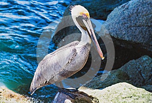 Pelican on the Rocks in Sebastian Florida