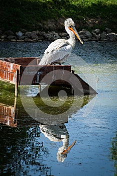 Pelican in a Russian zoo.