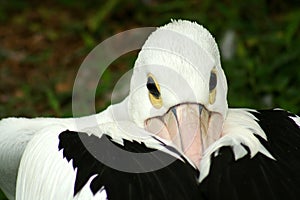 Pelican's Head