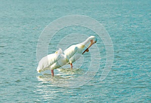 Pelican`s sit together on a sandbar