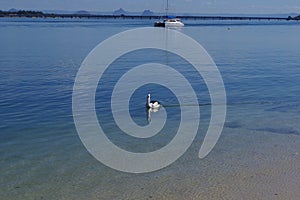 Pelican and sailing boat  Bribie Island Queensland