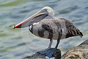 Pelican san cristobal Galapagos Ecuador