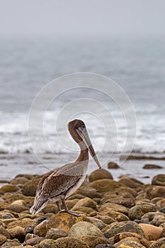 Pelican in San Onofre State Park, California