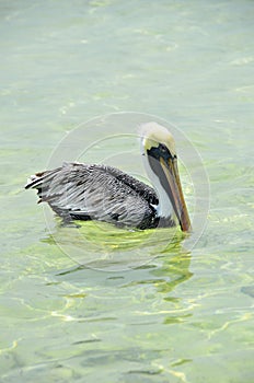 A Pelican in San Pedro, Belize